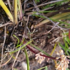 Lomandra multiflora at Bungendore, NSW - 11 Nov 2022