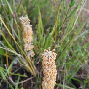 Lomandra multiflora at Bungendore, NSW - 11 Nov 2022