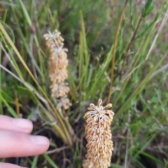 Lomandra multiflora at Bungendore, NSW - 11 Nov 2022 07:28 PM