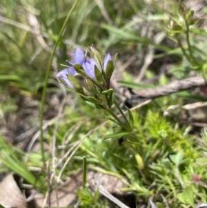 Veronica gracilis at Mount Clear, ACT - 9 Nov 2022 01:40 PM