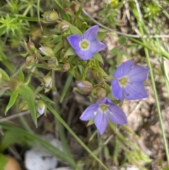 Veronica gracilis at Mount Clear, ACT - 9 Nov 2022