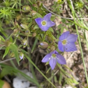 Veronica gracilis at Mount Clear, ACT - 9 Nov 2022 01:40 PM