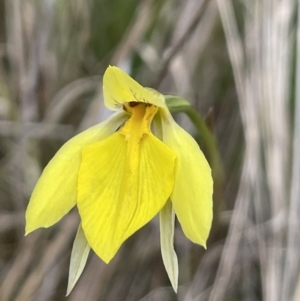 Diuris subalpina at Mount Clear, ACT - 9 Nov 2022