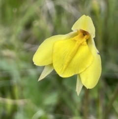 Diuris subalpina at Mount Clear, ACT - 9 Nov 2022