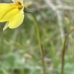 Diuris subalpina at Mount Clear, ACT - 9 Nov 2022