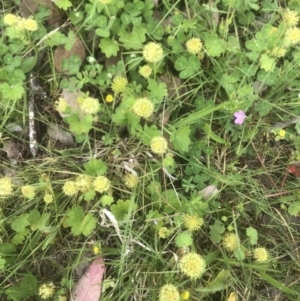 Hydrocotyle laxiflora at Kambah, ACT - 11 Nov 2022