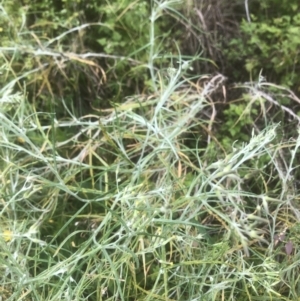 Senecio quadridentatus at Kambah, ACT - 11 Nov 2022