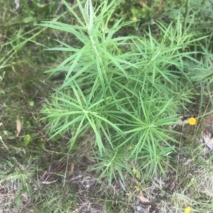 Cassinia longifolia at Kambah, ACT - 11 Nov 2022