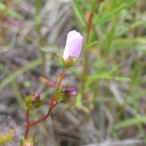 Drosera auriculata at Jerrabomberra, ACT - 28 Mar 2003