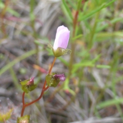 Drosera auriculata (Tall Sundew) at Isaacs Ridge and Nearby - 28 Mar 2003 by Mike
