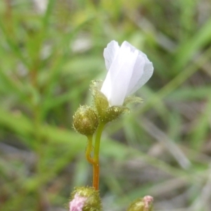 Drosera gunniana at Jerrabomberra, ACT - 28 Mar 2003 04:40 PM