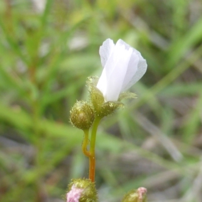 Drosera gunniana (Pale Sundew) at Isaacs Ridge - 28 Mar 2003 by Mike