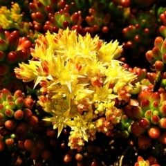 Sedum pachyphyllum (Jelly Bean Plant) at Mummel, NSW - 9 Nov 2022 by Milly