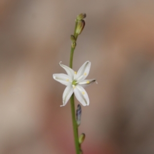 Caesia parviflora at Moruya, NSW - suppressed