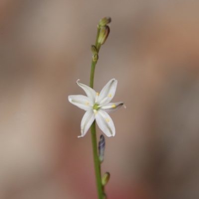 Caesia parviflora (Pale Grass-lily) at Moruya, NSW - 11 Nov 2022 by LisaH