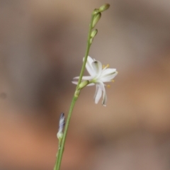 Caesia parviflora at Moruya, NSW - suppressed