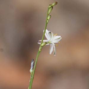 Caesia parviflora at Moruya, NSW - suppressed