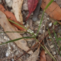 Caesia parviflora at Moruya, NSW - suppressed