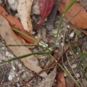 Caesia parviflora at Moruya, NSW - 11 Nov 2022