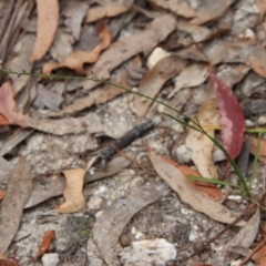 Caesia parviflora at Moruya, NSW - suppressed