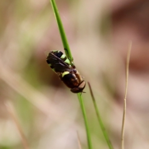 Odontomyia hunteri at Moruya, NSW - suppressed