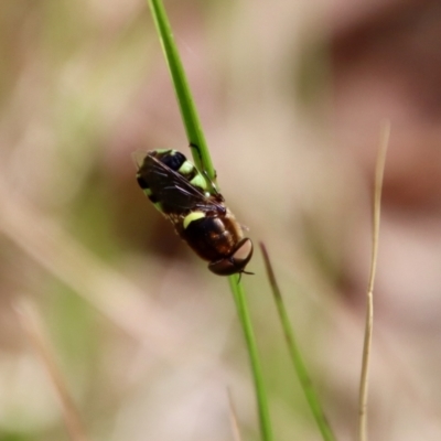 Odontomyia sp. (genus) at Moruya, NSW - 10 Nov 2022 by LisaH