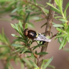 Odontomyia hunteri at Moruya, NSW - suppressed