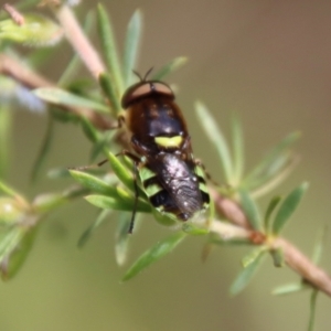 Odontomyia hunteri at Moruya, NSW - suppressed