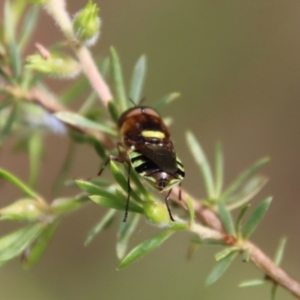 Odontomyia hunteri at Moruya, NSW - suppressed