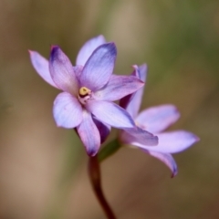 Thelymitra media (Tall Sun Orchid) at Moruya, NSW - 10 Nov 2022 by LisaH