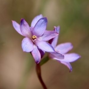 Thelymitra media at Moruya, NSW - suppressed