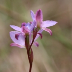 Thelymitra media at Moruya, NSW - 11 Nov 2022