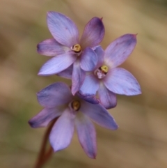 Thelymitra media at Moruya, NSW - 11 Nov 2022