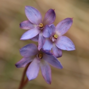 Thelymitra media at Moruya, NSW - suppressed