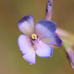 Thelymitra media (Tall Sun Orchid) at Moruya, NSW - 10 Nov 2022 by LisaH