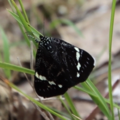 Unidentified Noctuoid moth (except Arctiinae) at Moruya, NSW - 10 Nov 2022 by LisaH