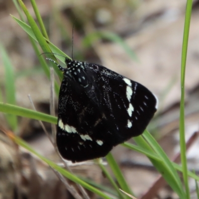 Unidentified Noctuoid moth (except Arctiinae) at Moruya, NSW - 10 Nov 2022 by LisaH