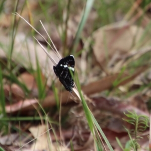 Platagarista macleayi at suppressed - suppressed