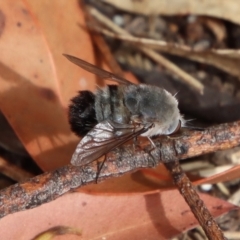 Meomyia sericans (Black & Grey true Bee Fly) at Moruya, NSW by LisaH