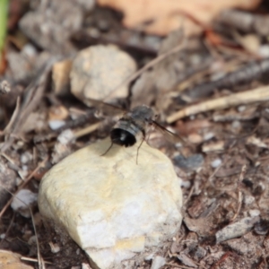 Meomyia sericans at suppressed - suppressed