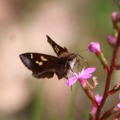 Toxidia doubledayi (Lilac Grass-skipper) at Moruya, NSW - 10 Nov 2022 by LisaH