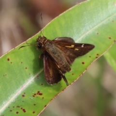 Toxidia doubledayi at Moruya, NSW - suppressed