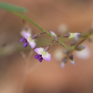 Glycine clandestina at Moruya, NSW - suppressed