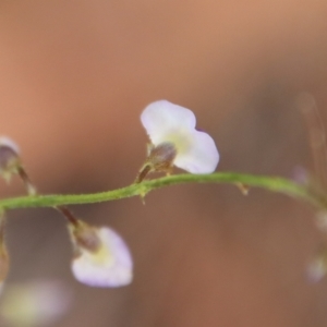 Glycine clandestina at Moruya, NSW - suppressed