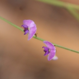 Glycine clandestina at Moruya, NSW - suppressed