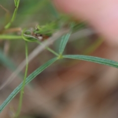 Glycine clandestina at Moruya, NSW - suppressed