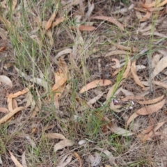 Glycine clandestina at Moruya, NSW - 11 Nov 2022