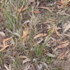 Glycine clandestina at Moruya, NSW - suppressed