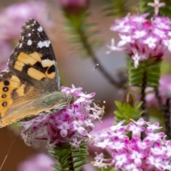 Vanessa kershawi (Australian Painted Lady) at Wingecarribee Local Government Area - 11 Nov 2022 by Aussiegall