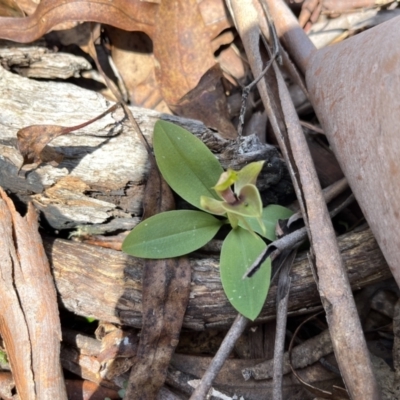 Chiloglottis valida (Large Bird Orchid) at Cotter River, ACT - 10 Nov 2022 by chromo